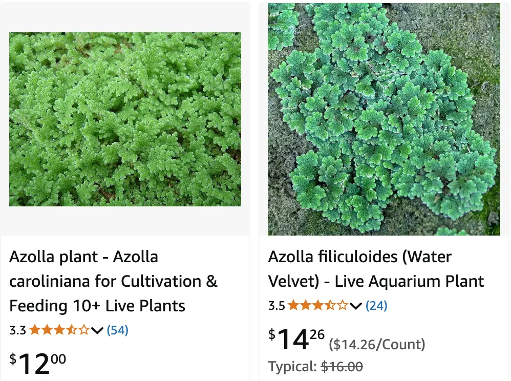 Azolla | Monsteraholic