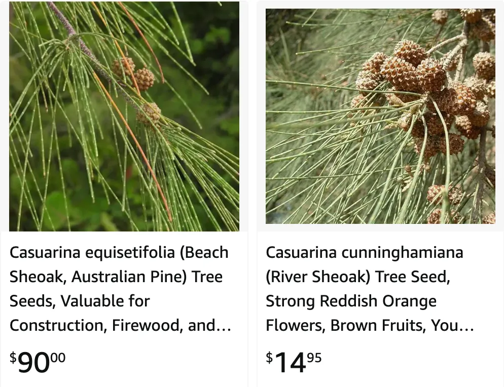 Casuarina | Monsteraholic