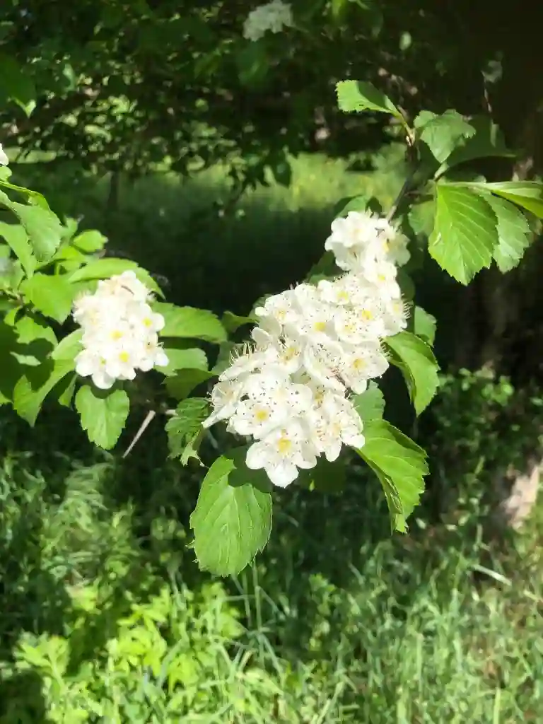 Crataegus Punctata