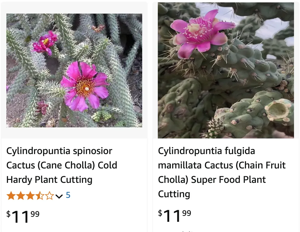 Cylindropuntia | Monsteraholic