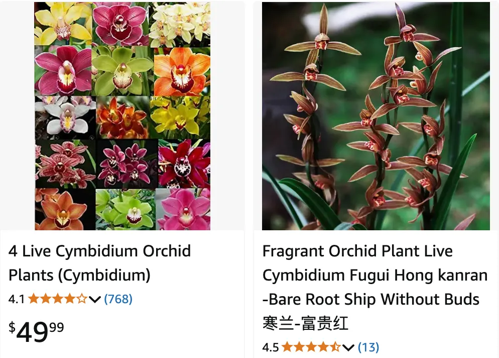 Cymbidium | Monsteraholic