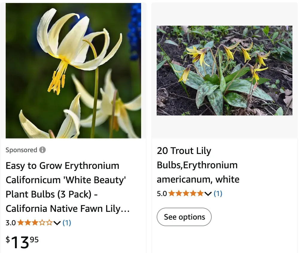 Erythronium | Monsteraholic