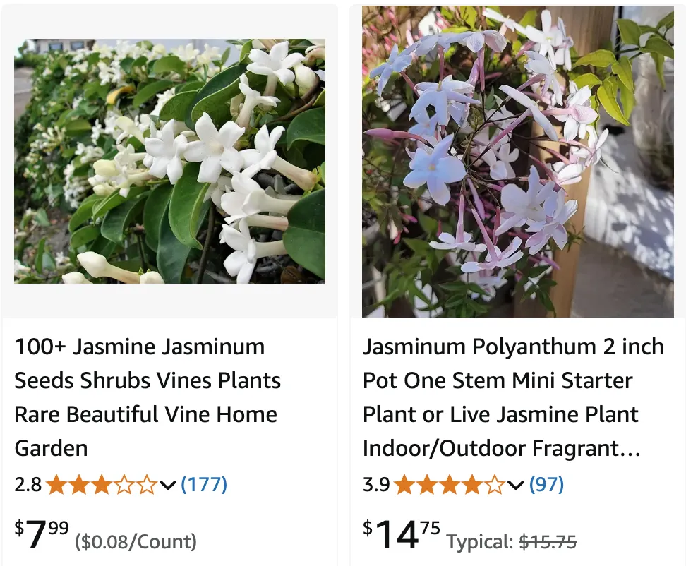 Jasminum | Monsteraholic