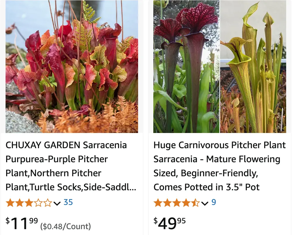 Sarracenia | Monsteraholic