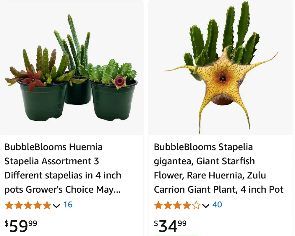 Stapelia | Monsteraholic