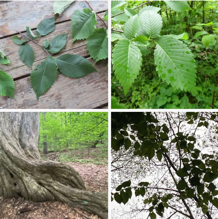 Ulmus americana