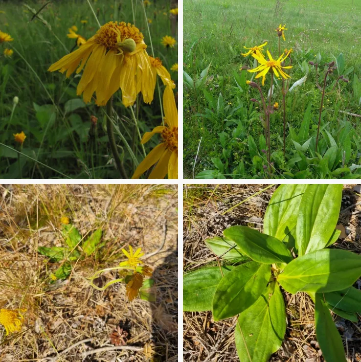 Arnica Montana