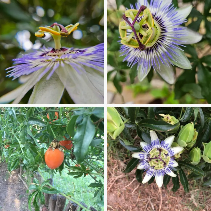 Passiflora caerulea