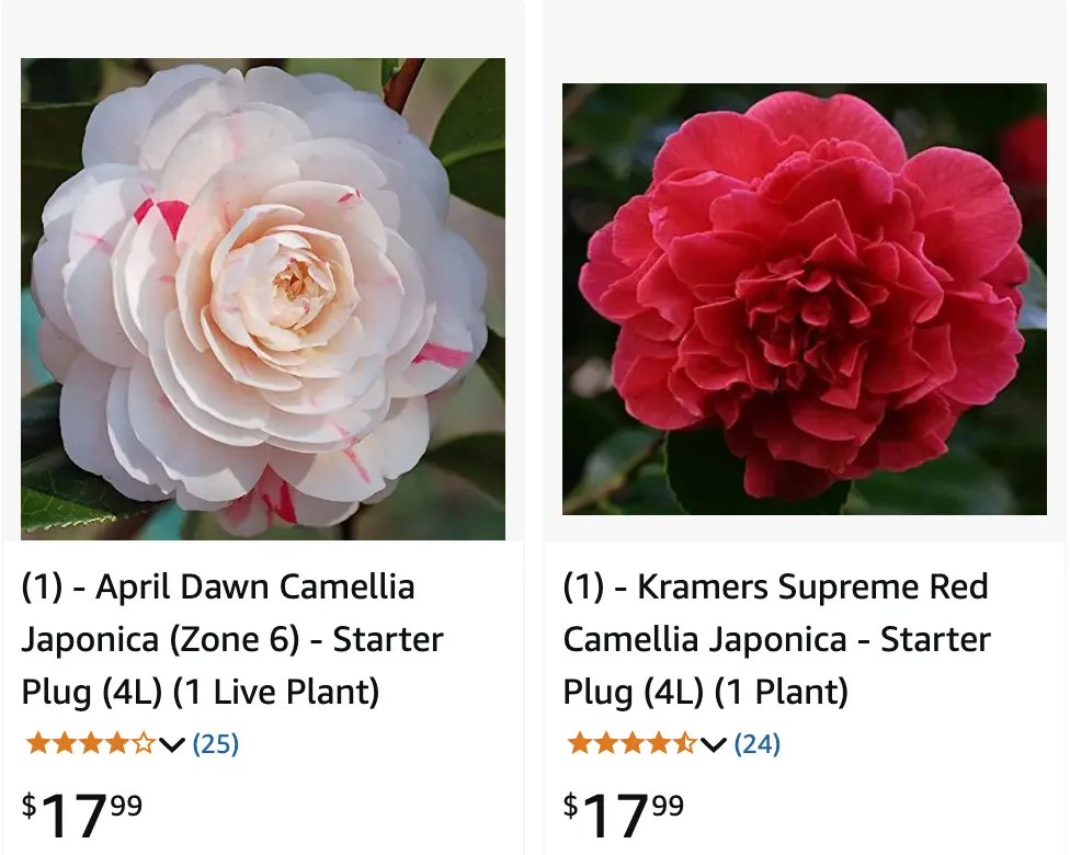 Camellia Japonica | Monsteraholic