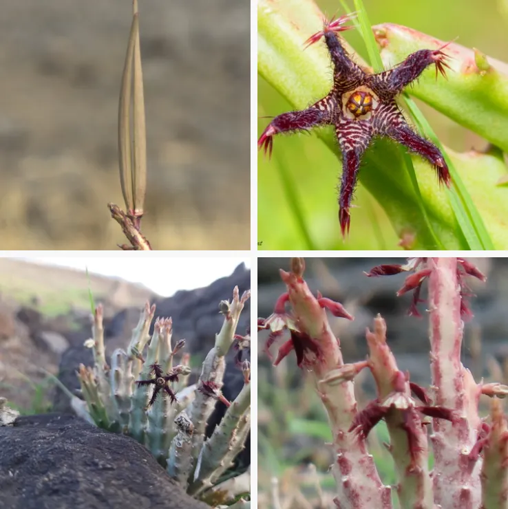 Caralluma Fimbriata