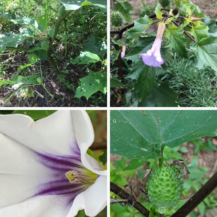 Datura Stramonium