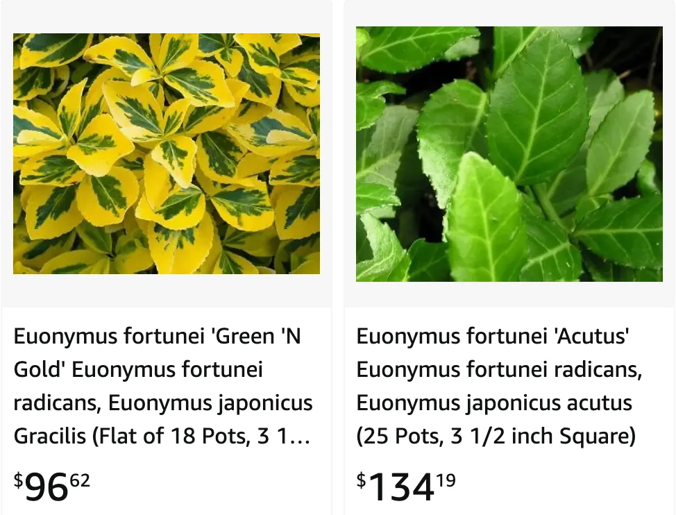 Euonymus Fortunei | Monsteraholic