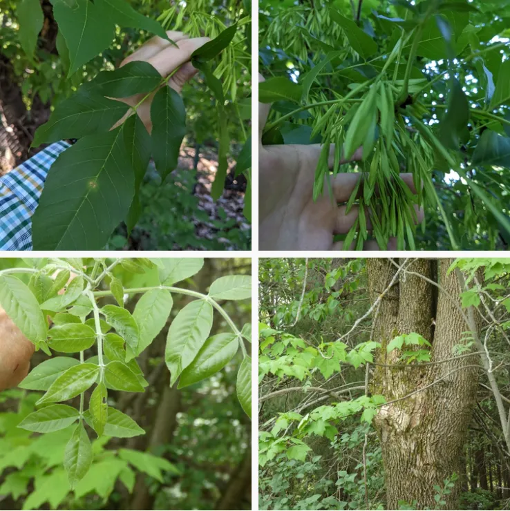 Fraxinus Pennsylvanica