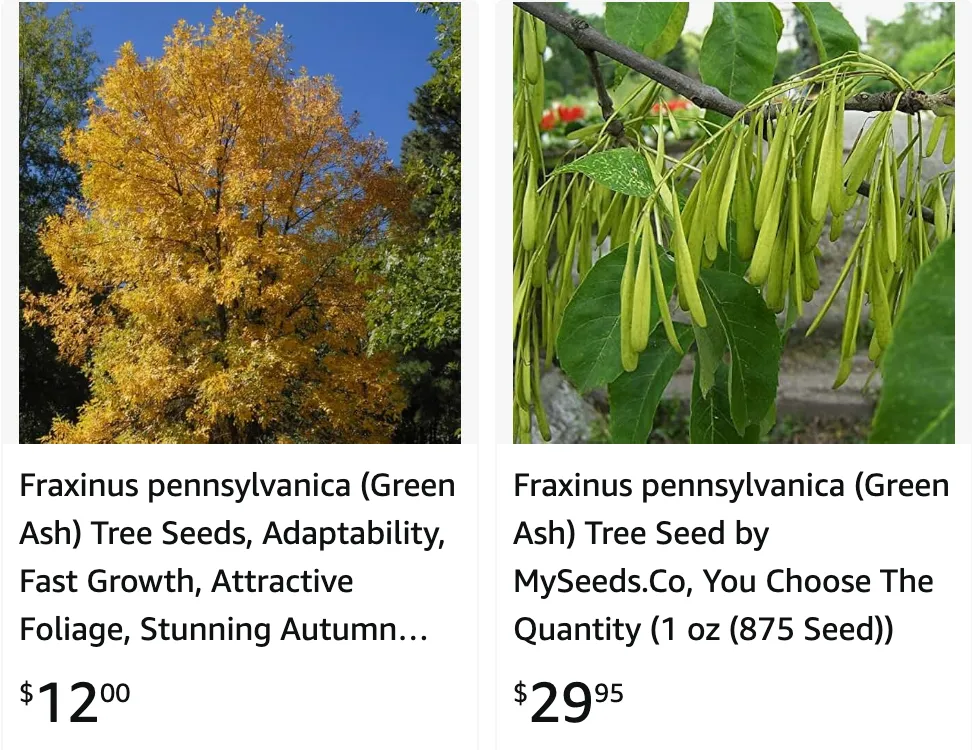 Fraxinus Pennsylvanica | Monsteraholic