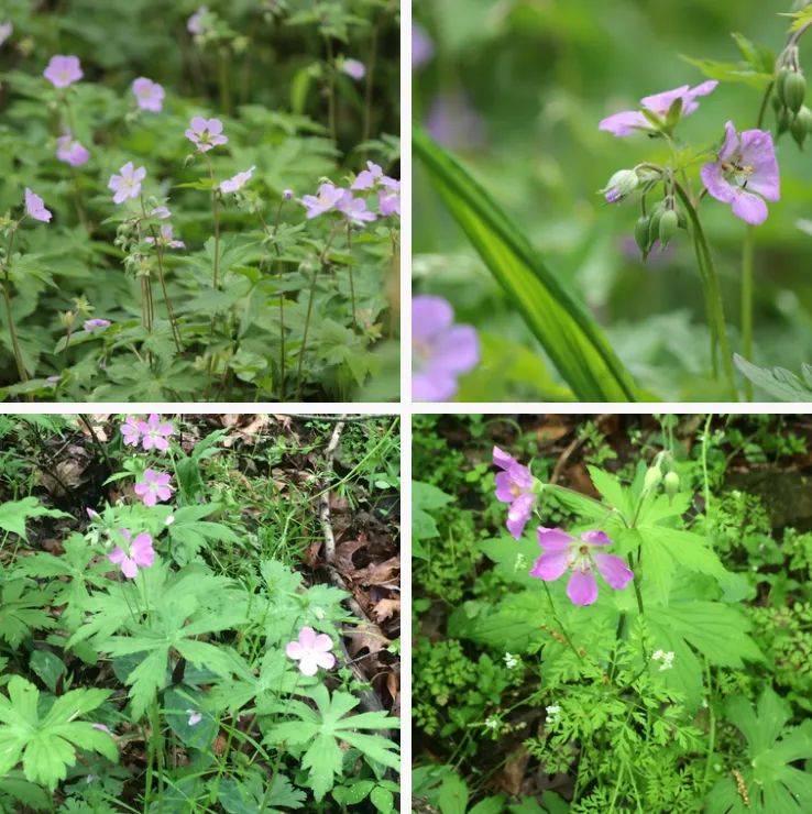 Geranium Maculatum