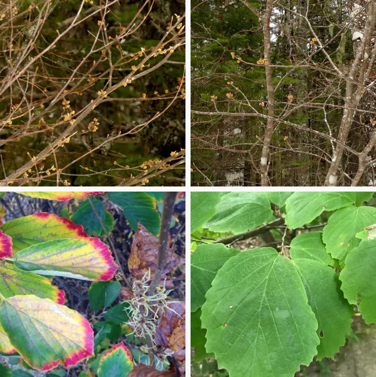 Hamamelis Virginiana