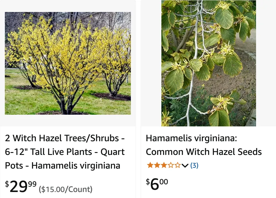 Hamamelis Virginiana | Monsteraholic