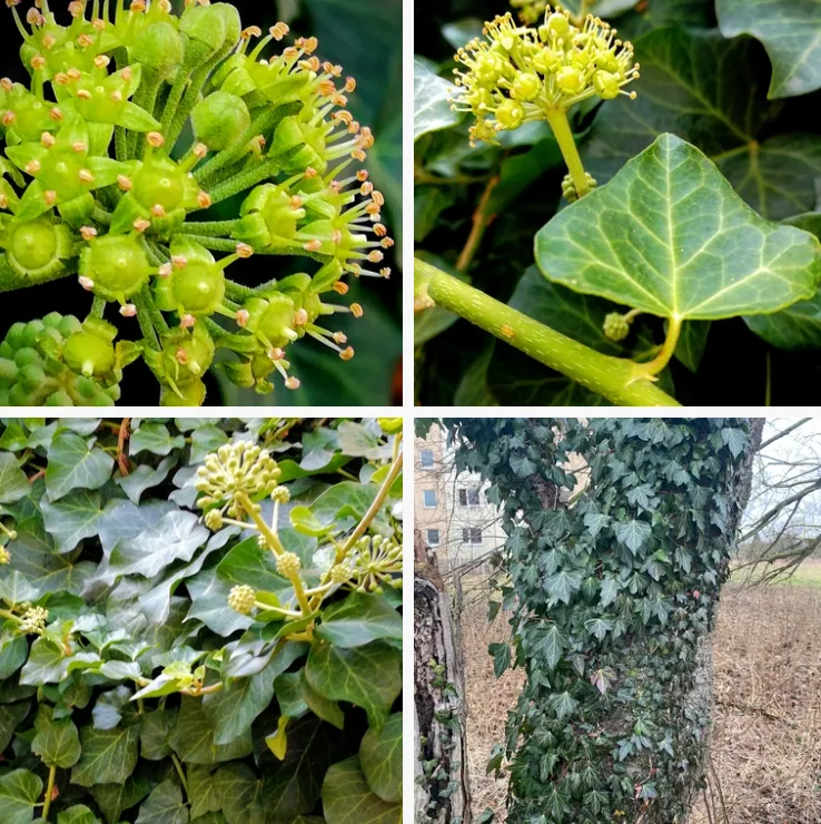 Hedera Helix