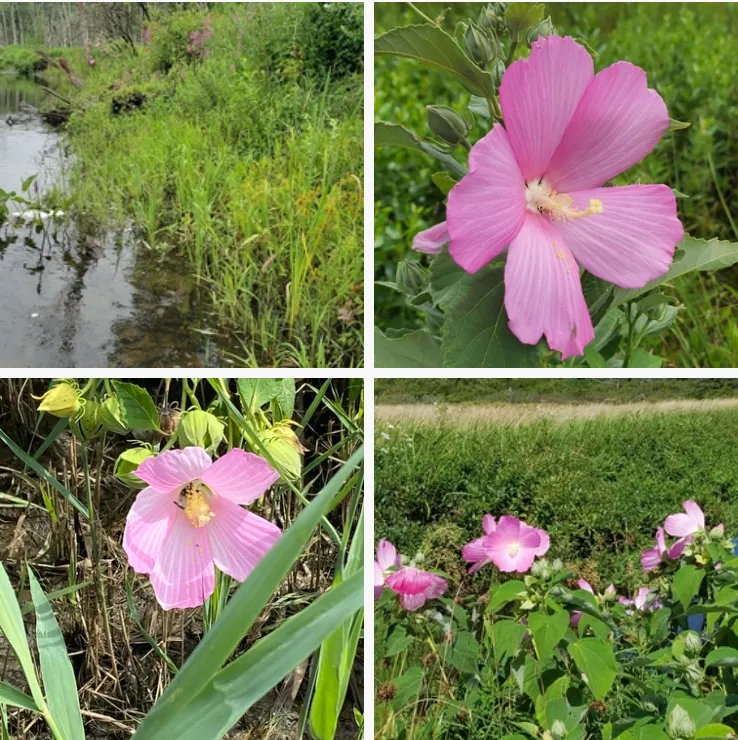 Hibiscus Moscheutos