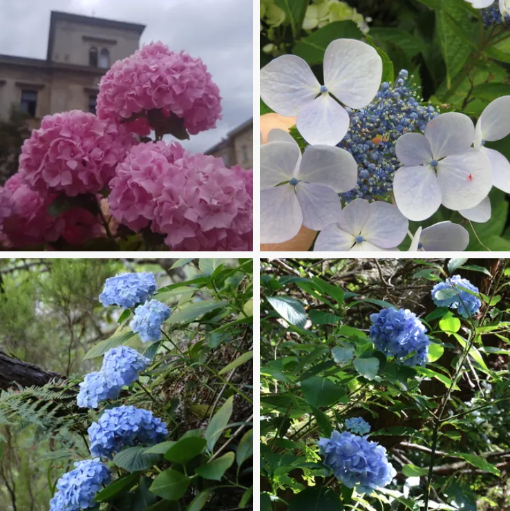 Hydrangea Macrophylla