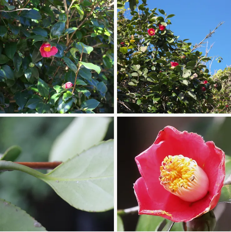 Camellia japonica