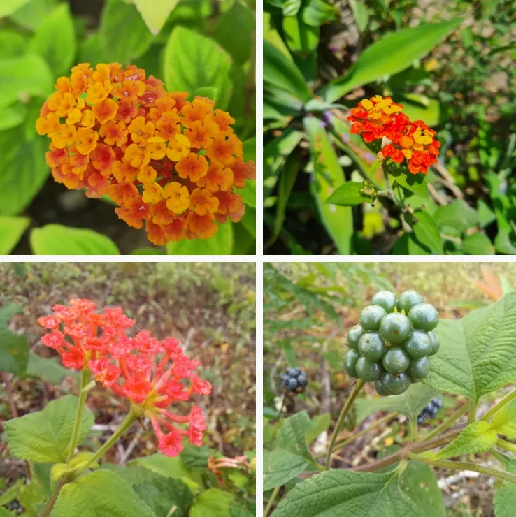 Lantana Camara