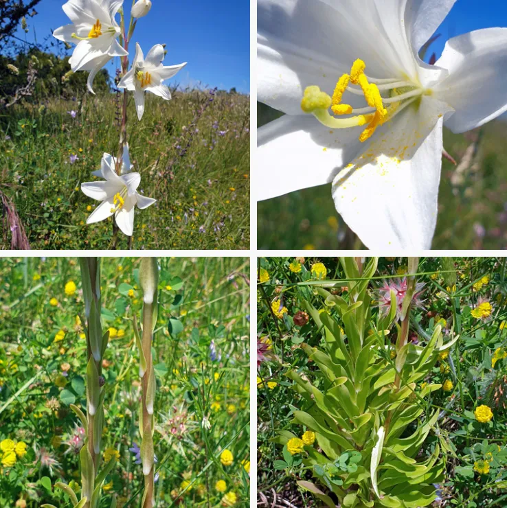 Lilium Candidum