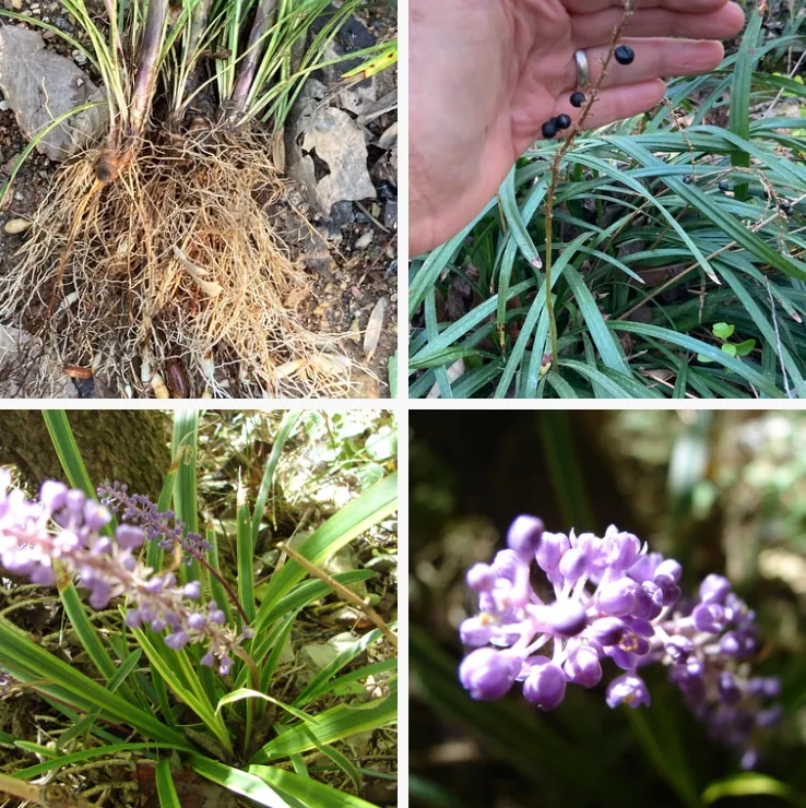 Liriope Muscari