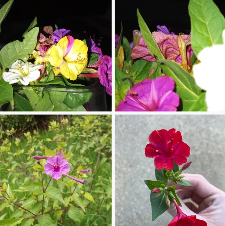 Mirabilis jalapa