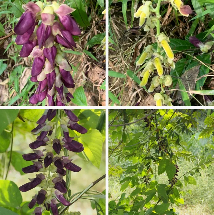 Mucuna Pruriens