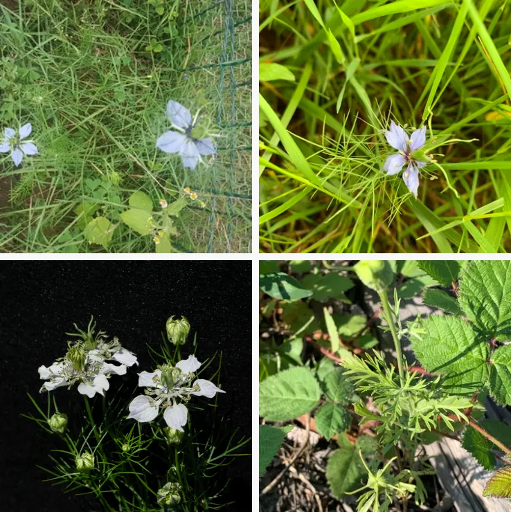 Nigella Sativa