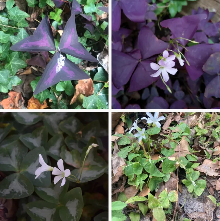 Oxalis Triangularis