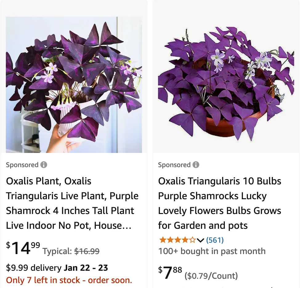 Oxalis Triangularis | Monsteraholic