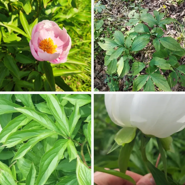 Paeonia Lactiflora