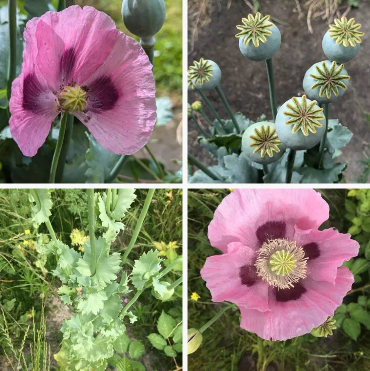 Papaver Somniferum