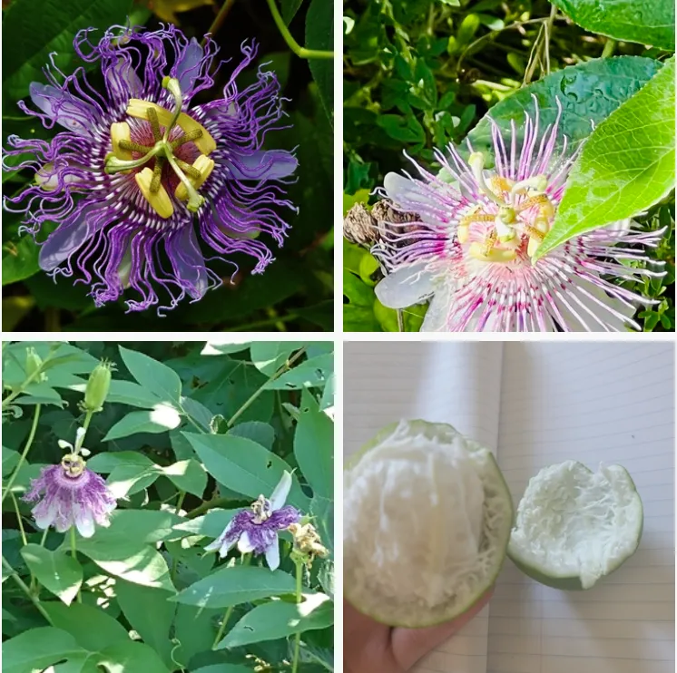 Passiflora Incarnata