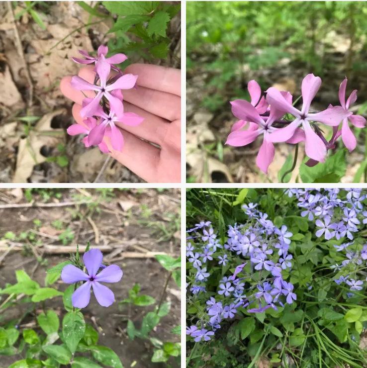 Phlox Divaricata