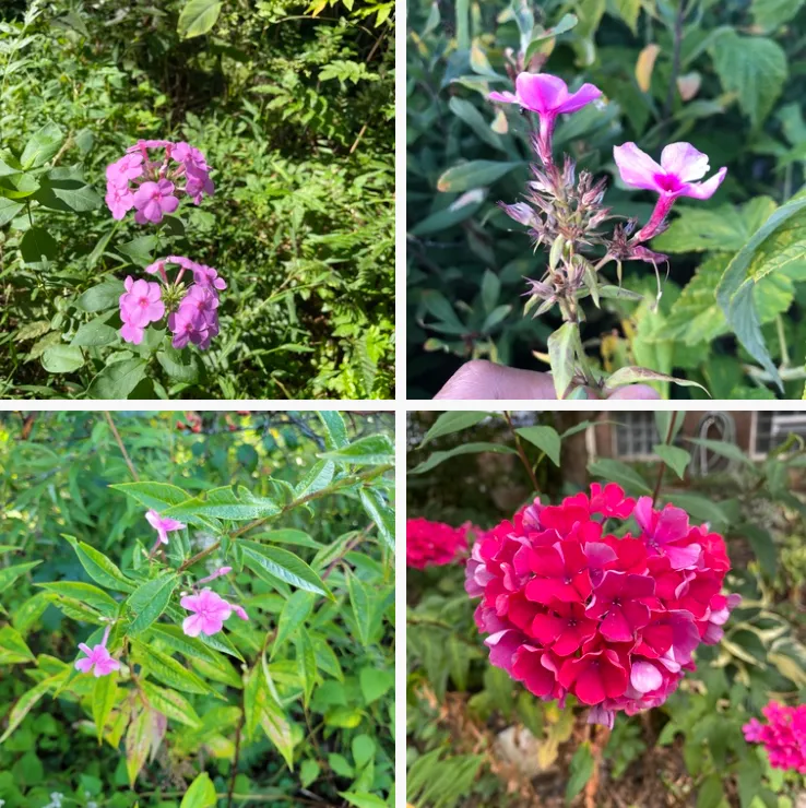 Phlox Paniculata