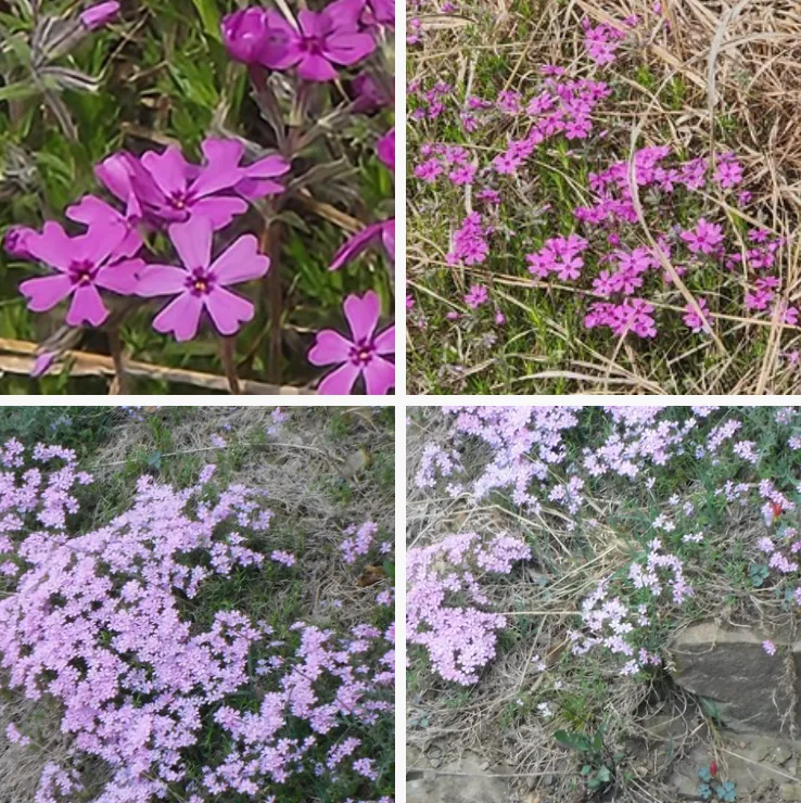 Phlox Subulata