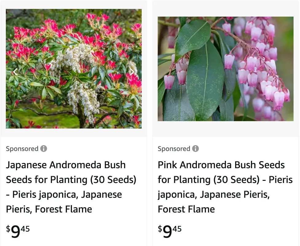 Pieris Japonica | Monsteraholic