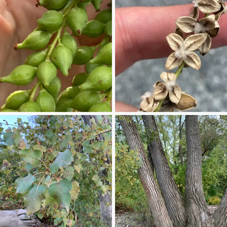 Populus Deltoides