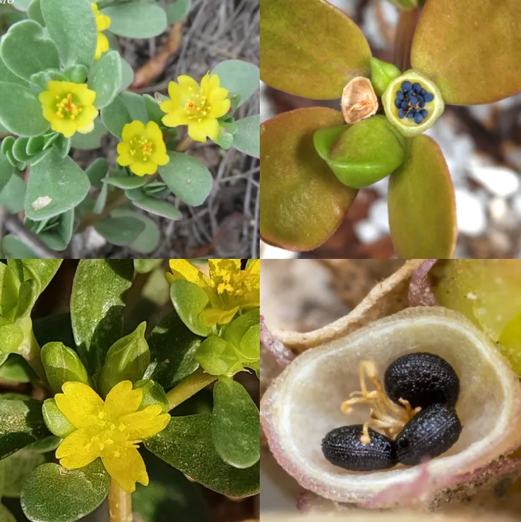 Portulaca Oleracea