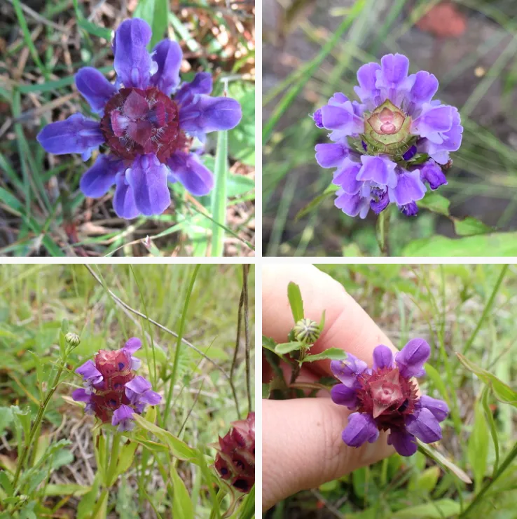 Prunella Vulgaris