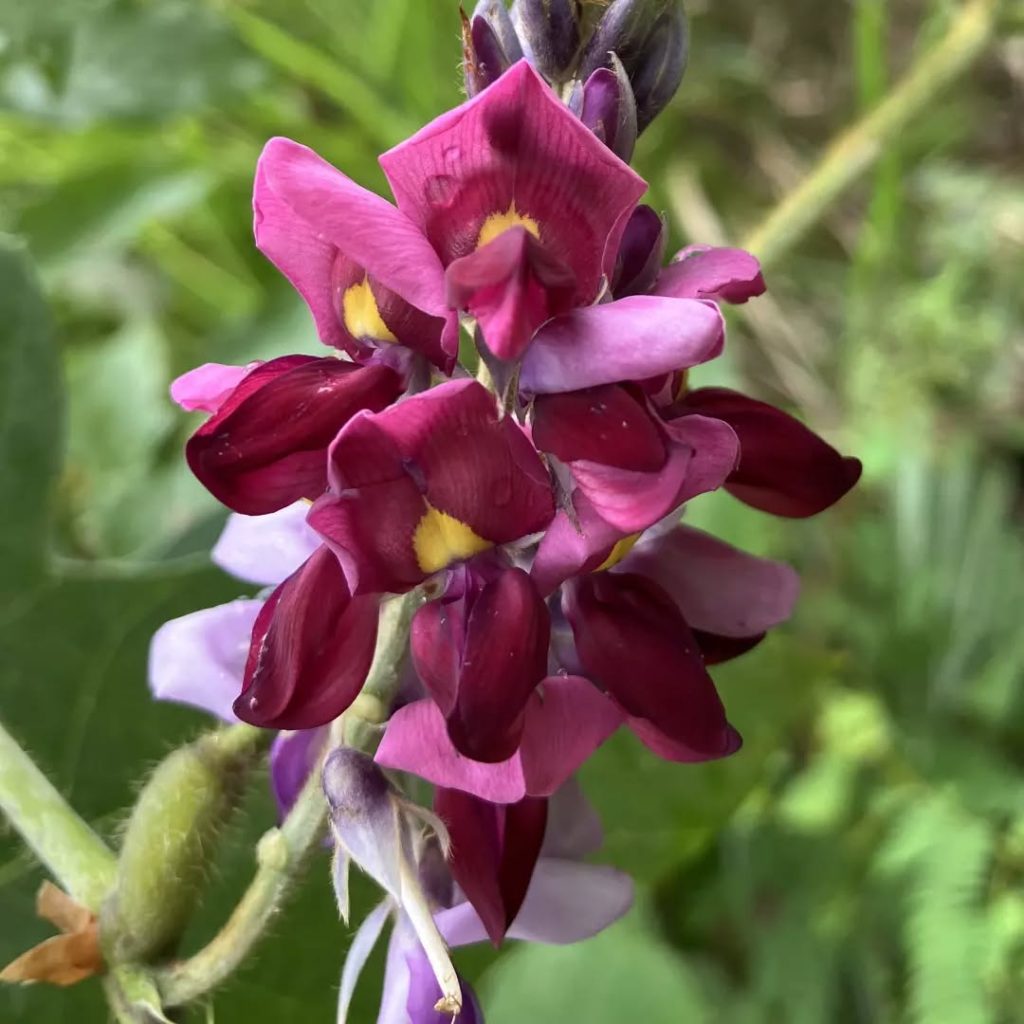 Pueraria Mirifica