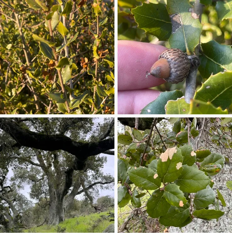 Quercus Agrifolia