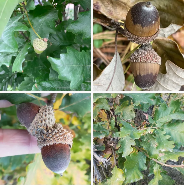 Quercus Bicolor