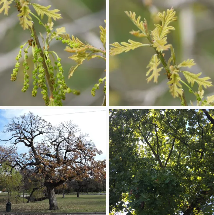 Quercus Macrocarpa