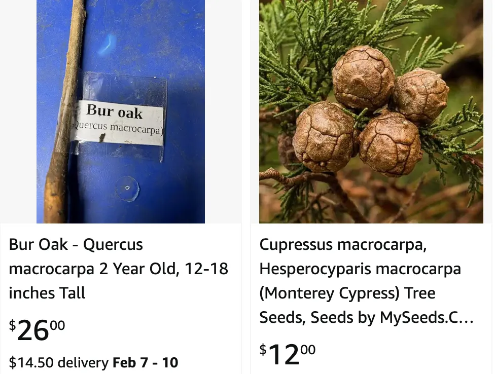 Quercus Macrocarpa | Monsteraholic