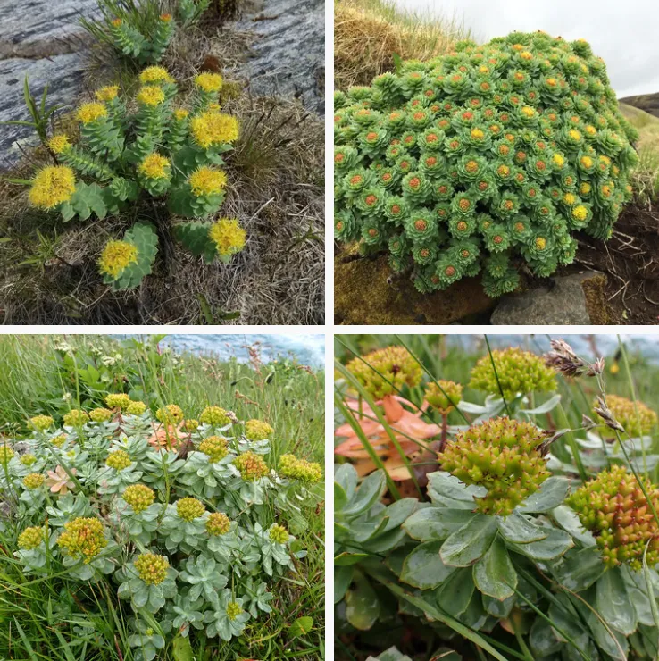 Rhodiola Rosea