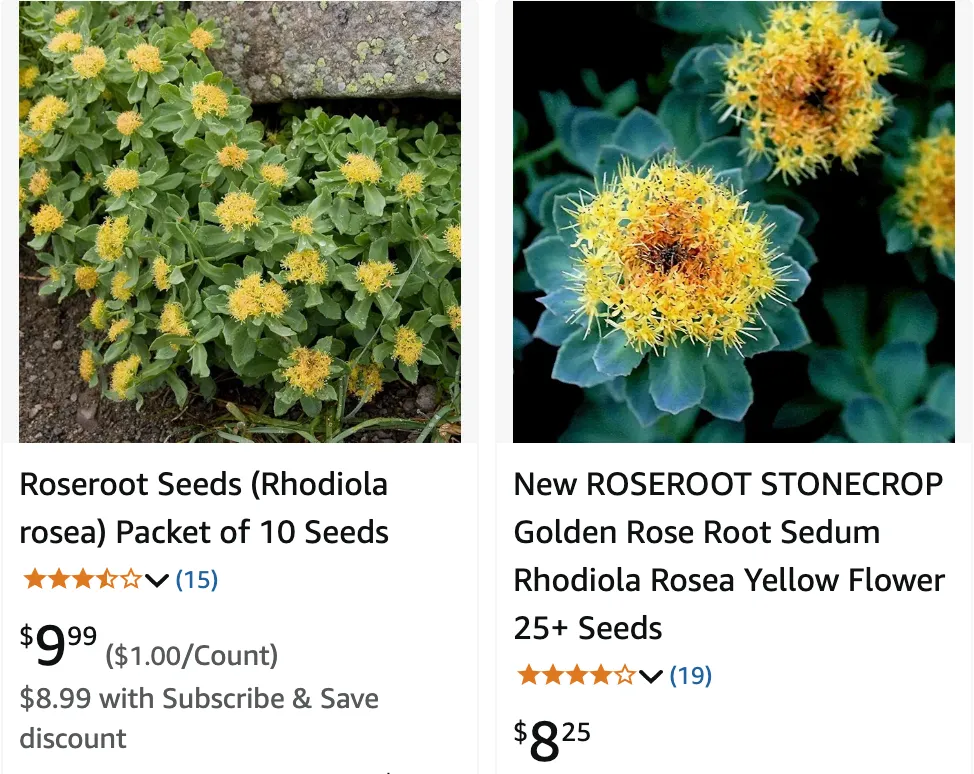 Rhodiola Rosea | Monsteraholic